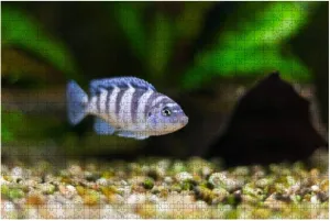 1000 Piece Kenyi Cichlid maylandia lombardoi Aquarium Fish Marine Aquarium Large Piece Jigsaw Puzzles for Adults Educational Toy for Kids Creative Games Entertainment Wooden Puzzles Home Decor