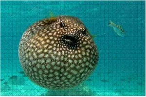 1000 Piece Puffer Fish Marine Aquarium Fishes Stock Pictures, Royalty Free Large Piece Jigsaw Puzzles for Adults Educational Toy for Kids Creative Games Entertainment Wooden Puzzles Home Decor