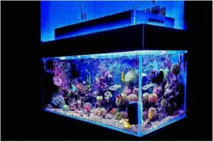 1000 Piece Saltwater Coral Reef Aquarium Fish Tank Marine Aquarium Fishes Stock Large Piece Jigsaw Puzzles for Adults Educational Toy for Kids Creative Games Entertainment Wooden Puzzles Home Decor