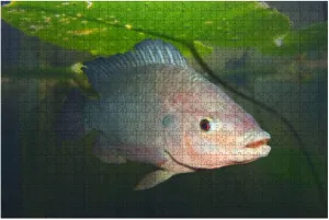 1000 Piece The tilapia Fish oreochromis mossambicus Marine Aquarium Fishes Large Piece Jigsaw Puzzles for Adults Educational Toy for Kids Creative Games Entertainment Wooden Puzzles Home Decor