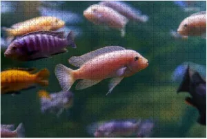 1000 Piece Underwater Photo of School of Beautiful Colorful Cichlid Fish in Large Piece Jigsaw Puzzles for Adults Educational Toy for Kids Creative Games Entertainment Wooden Puzzles Home Decor