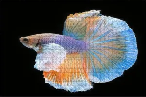 1000 Piece Yellow Betta Fish Spread Tail Feathers Siamese Fighting Fish Betta Large Piece Jigsaw Puzzles for Adults Educational Toy for Kids Creative Games Entertainment Wooden Puzzles Home Decor