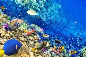 1000 Pieces Jigsaw Puzzle for Adults, Underwater Landscape Fish Wooden Jigsaw Puzzle, Exercise Memory Relieve Stress Game Jigsaw Puzzle Family Activities Decompression Gifts
