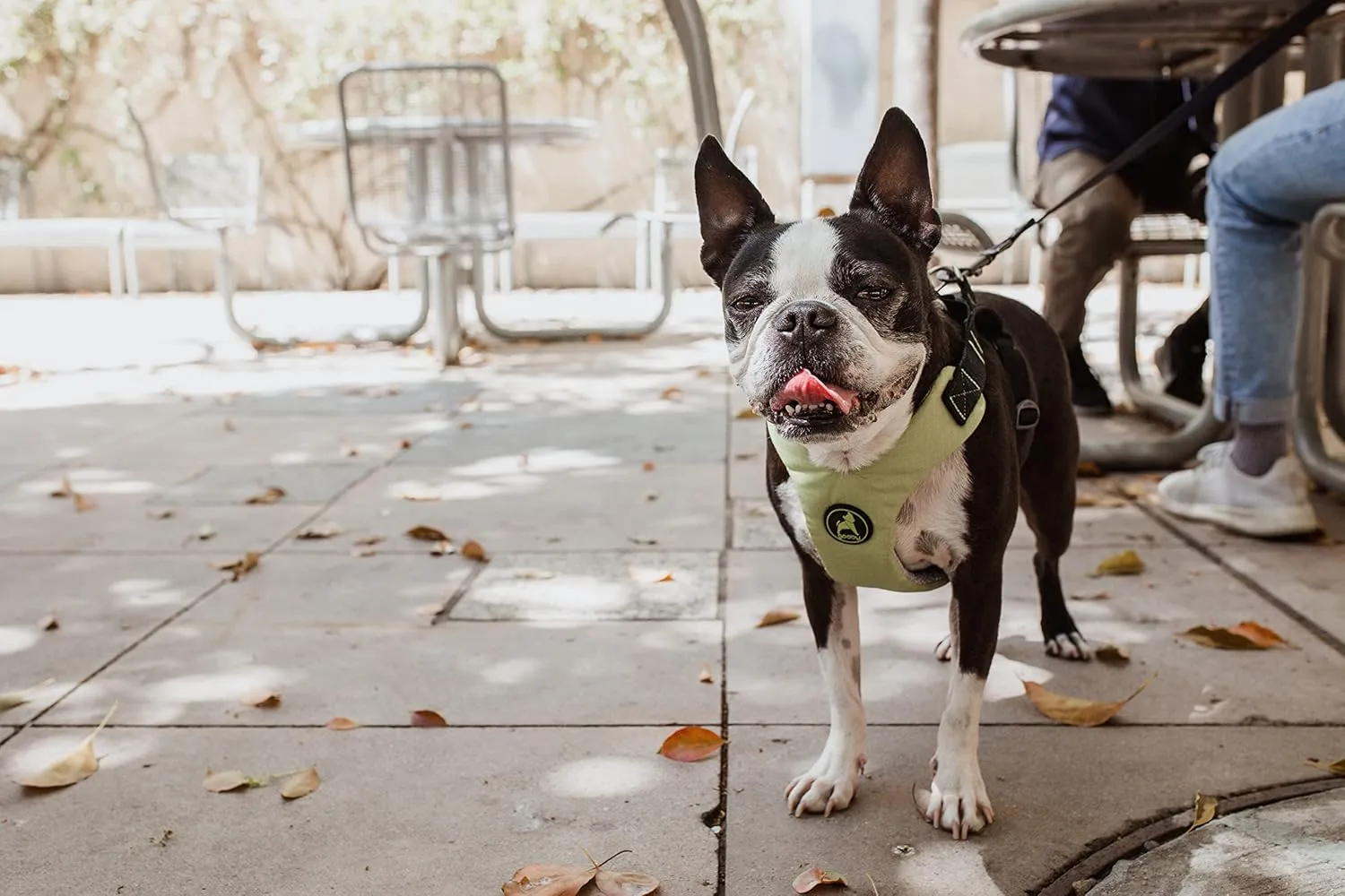 Gooby Convertible Z Harness - Scratch Resistant Outdoor Harness with Shock Absorption - Ergonomic Harness for Small or Medium Dogs