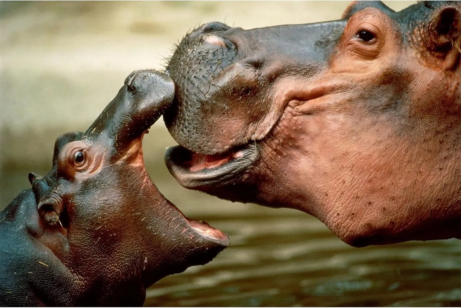 Jigsaw Puzzle 1000 Piece Hippo Family Classic Puzzle 3D Puzzle DIY Kit Wooden Toy Unique Gift Home Decor