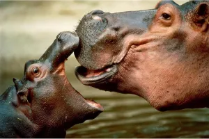 Jigsaw Puzzle 1000 Piece Hippo Family Classic Puzzle 3D Puzzle DIY Kit Wooden Toy Unique Gift Home Decor