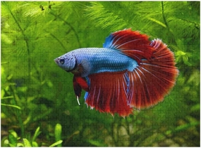 The Blue and Red Siamese Betta Fish Puzzle 500 Piece – Wooden Jigsaw Puzzles for Adults Featuring Vibrant Fish Colors，Tropical Aquarium Scene，Gift for Fish and Betta Enthusiasts
