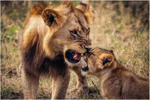 Wooden Jigsaw Puzzles for Adults 1000 Pieces Lion Lioness Animals Savanna Grassland Wilderness Maasai Mara National Fun and Challenging Board Puzzles Large Educational Game Kids Toys Gift Home Decor